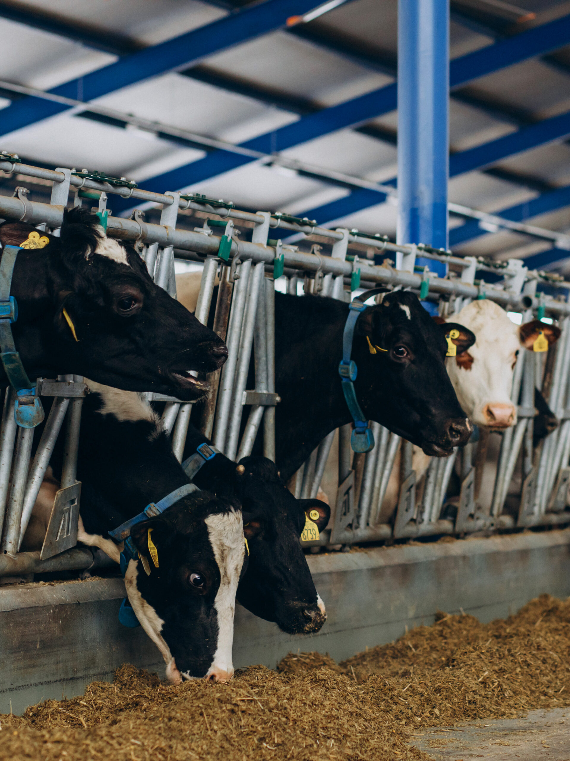 Cow and bulls at cowshed on the farm